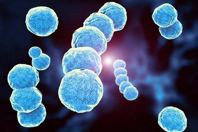 Infections in International Pregnancy Study: Performance of the Optical Immunoassay Test for Detection of Group B Streptococcus