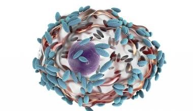 The International Infections in Pregnancy (IIP) study: Variations in the prevalence of bacterial vaginosis and distribution of morphotypes in vaginal smears among pregnant women